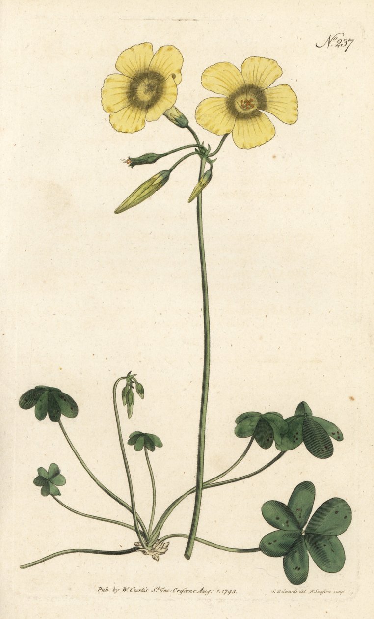 Getfot - Getfotsvedssyra, Oxalis caprina. Handfärgad kopparstick av Sansom efter en illustration av Sydenham Edwards från William Curtis