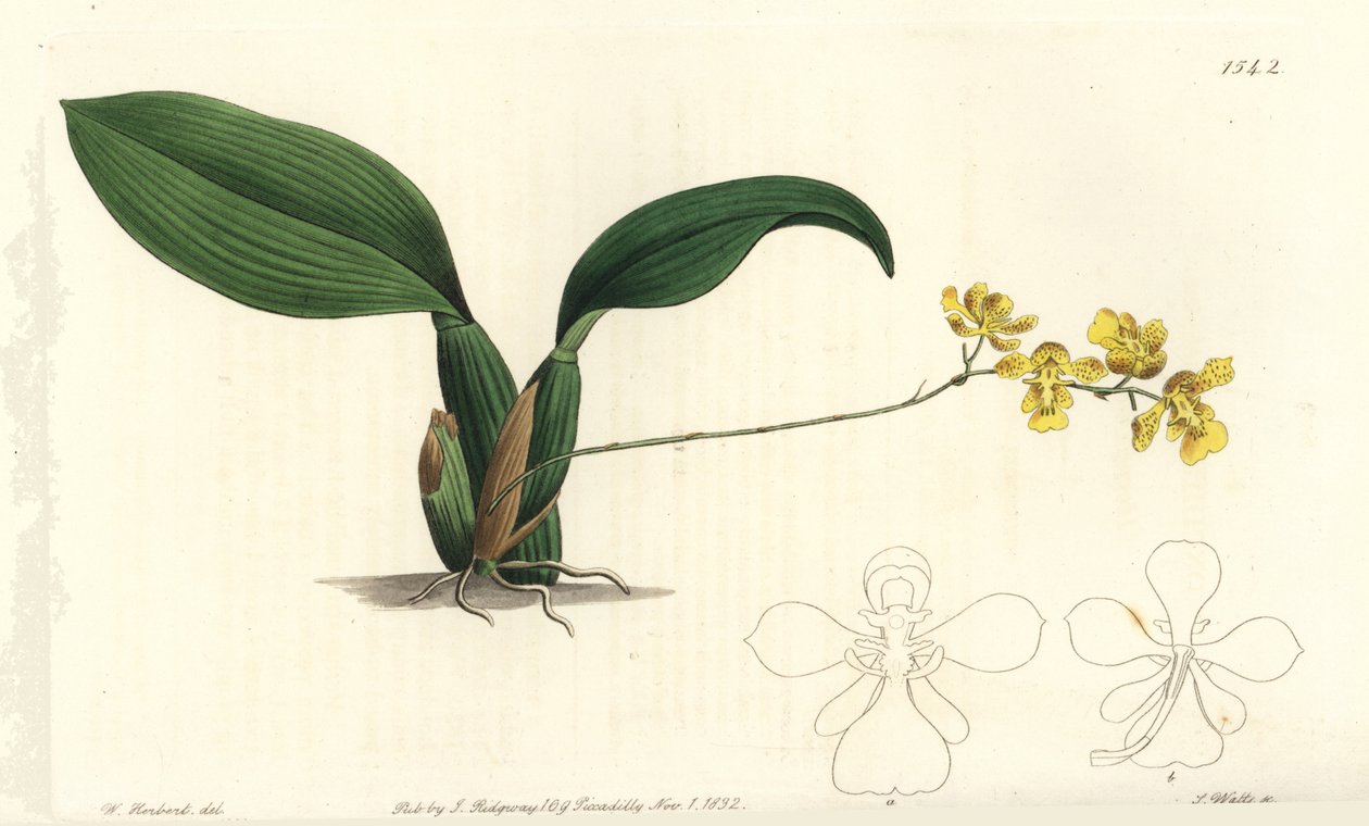 Gomesa cornigera orkidé (Horned oncidium, Oncidium cornigerum). Handkolorerad kopparstick av S. Watts efter en illustration av William Herbert från Sydenham Edwards