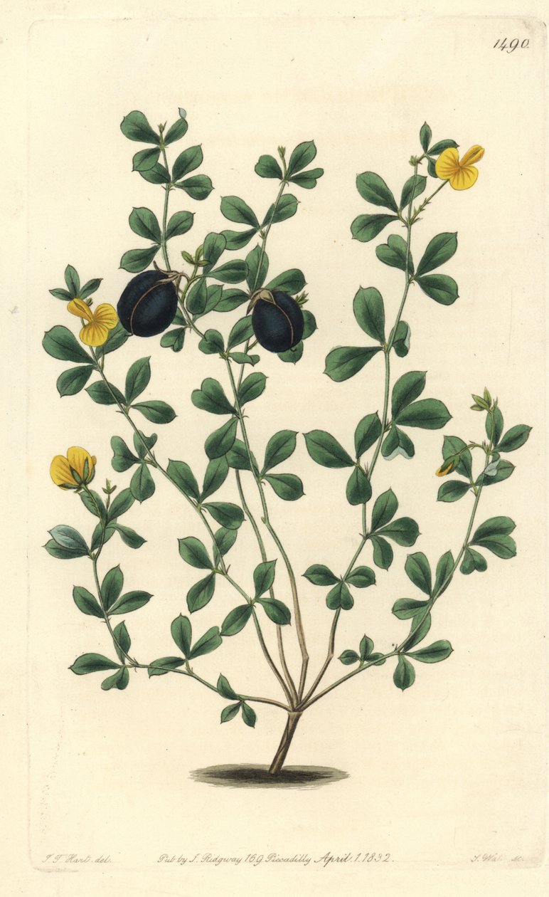 Gompholobium variete (endemisk baljväxtsort till Australien) - Tjockkantad gompholobium, Gompholobium marginatum. Handkolorerad kopparstick av S. Watts efter illustration av J.T. Hart från Sydenham Edwards