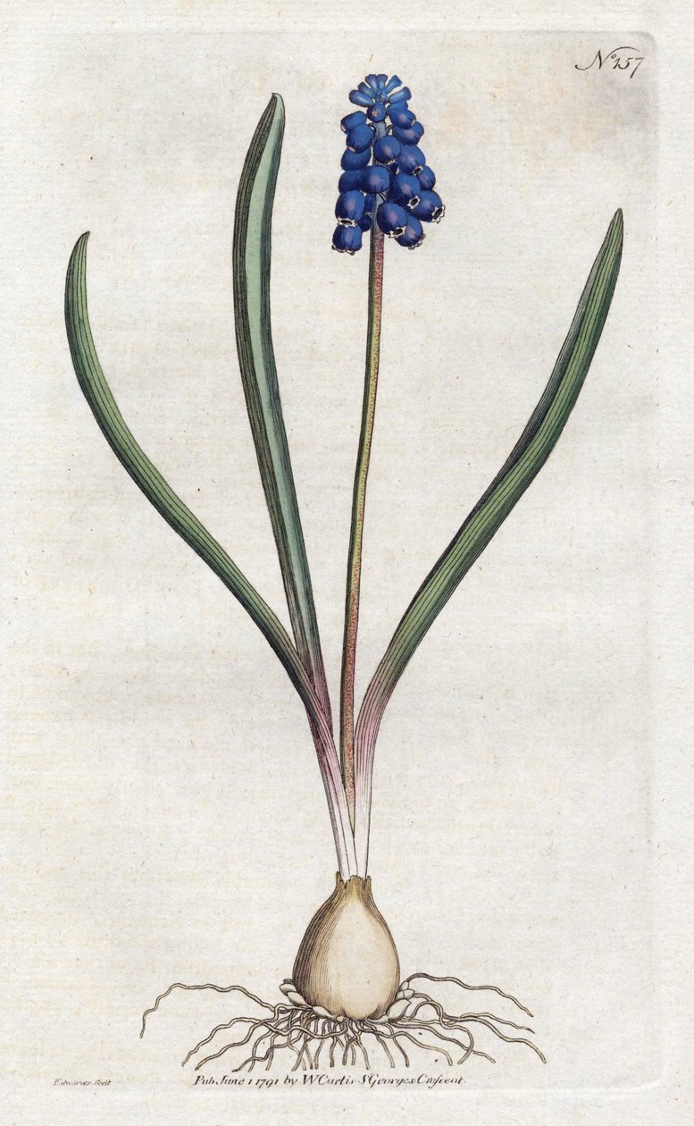 Druvhyacintlitografi av Sydenham Edwards (1768-1819), tallrik från Botanical Magazine av William Curtis (1746-1799) av Sydenham Teast Edwards