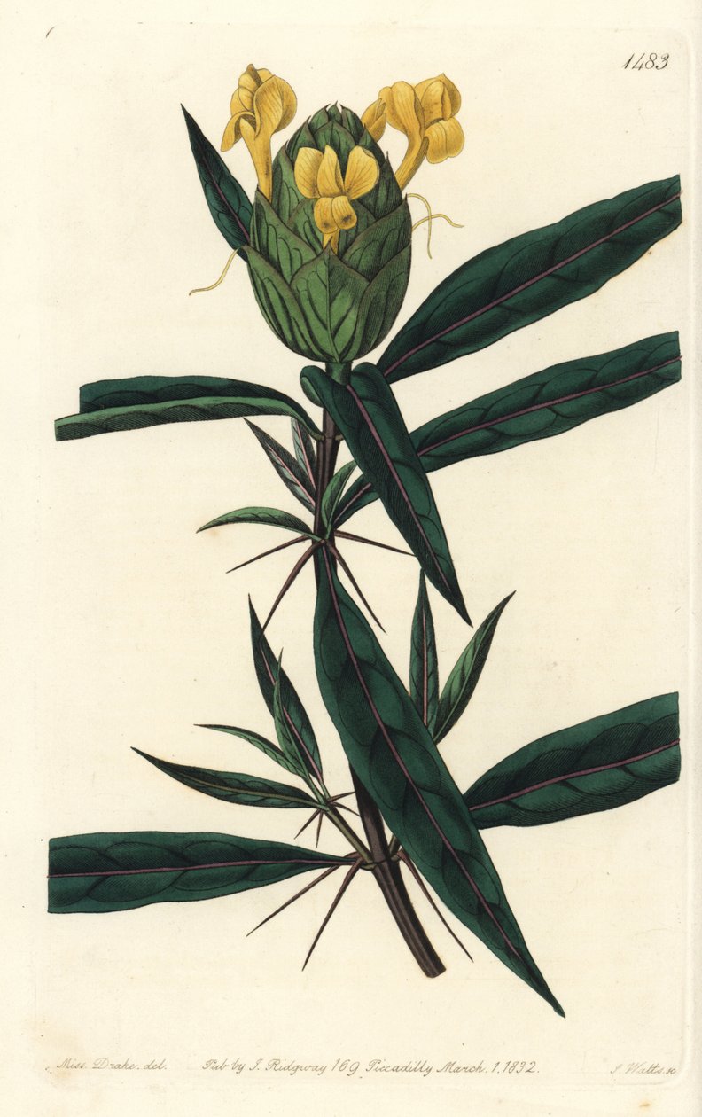 Grassgrass tac tac - Humleblommiga barleria, Barleria lupulina. Handkolorerad kopparstick av S. Watts efter en illustration av Sarah Drake från Sydenham Edwards