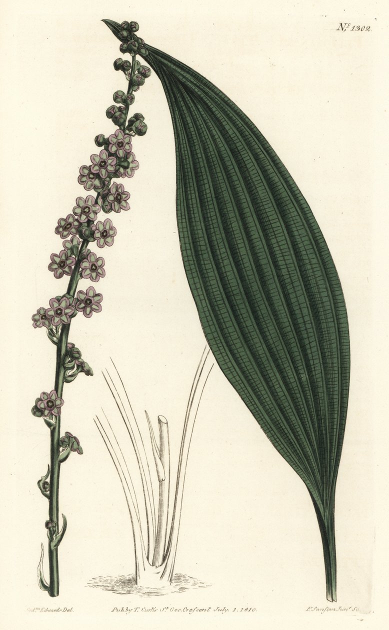 Grönblommig teta, Peliosanthes teta. Handkolorerad kopparstick av F. Sansom Jr. efter en illustration av Sydenham Edwards från William Curtis