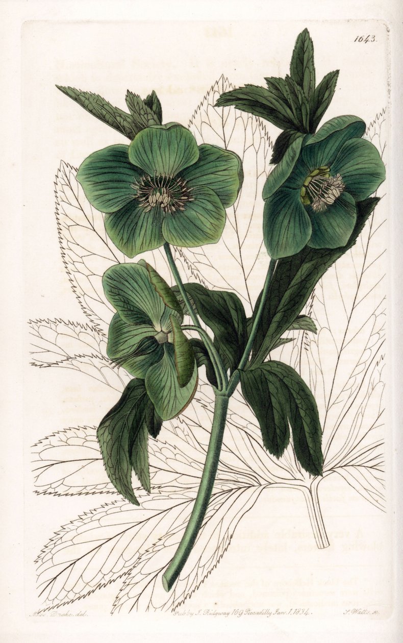 Green Flower Hellebore Variete - Graverad av S.Watts, från en illustration av Sarah Anne Drake (1803-1857), från Botanical Register of Sydenham Edwards (1768-1819), England av Sydenham Teast Edwards