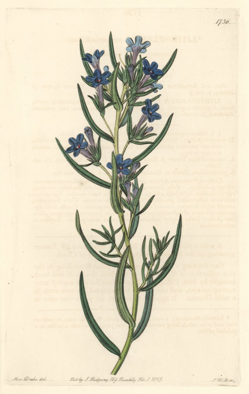 Gremil a rosmarinblad, infödd på Sicilien - Water forte av S. Watts från en illustration av Sarah Anne Drake (1803-1857), från Botanical Register av Sydenham Teast Edwards