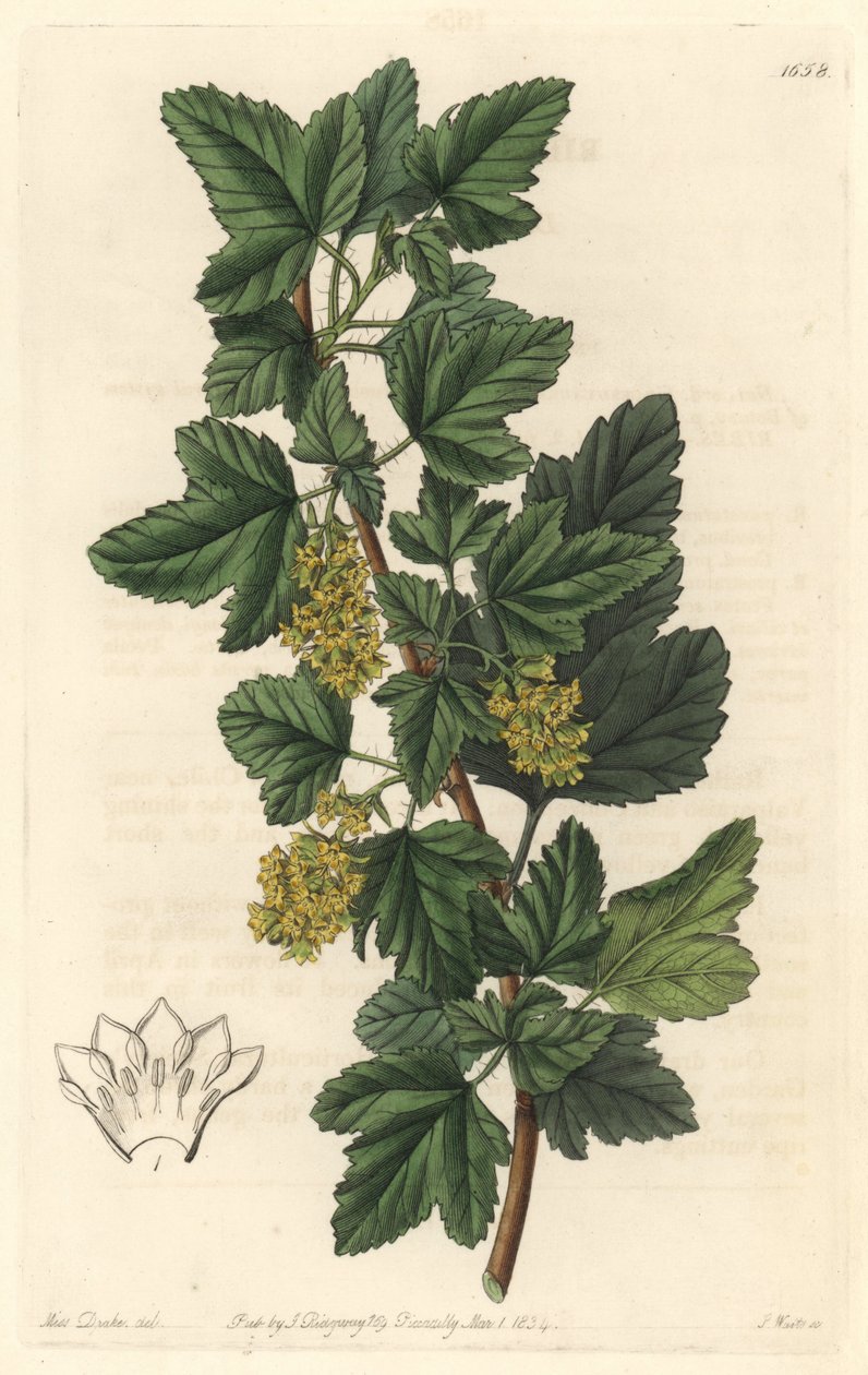 Groseillier, känd som Gadellier av Sibirien (Ribes diacanthum), född i Chile - Water forte av S. Watts från en illustration av Sarah Anne Drake (1803-1857), från det botaniska registret av Sydenham Teast Edwards