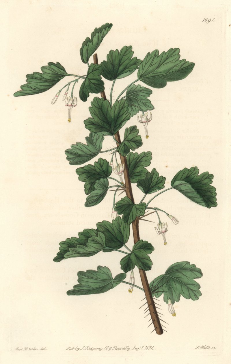 Groseillier, infödd i Nordamerika - Water strong av S. Watts från en illustration av Sarah Anne Drake (1803-1857), från Botanical Register av Sydenham Teast Edwards