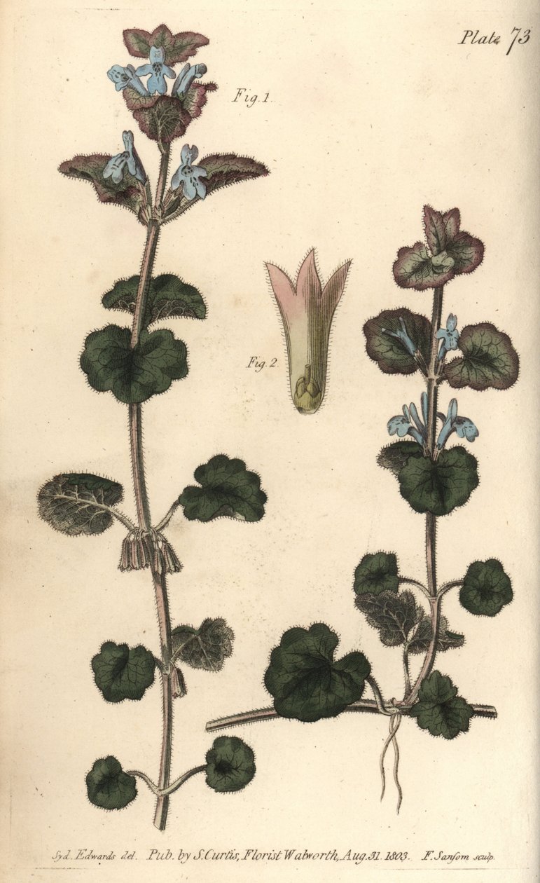 Markmurgröna, Glechoma hederacea, Gymnospermia. Handkolorerad kopparstick av F. Sansom av en botanisk illustration av Sydenham Edwards för William Curtis