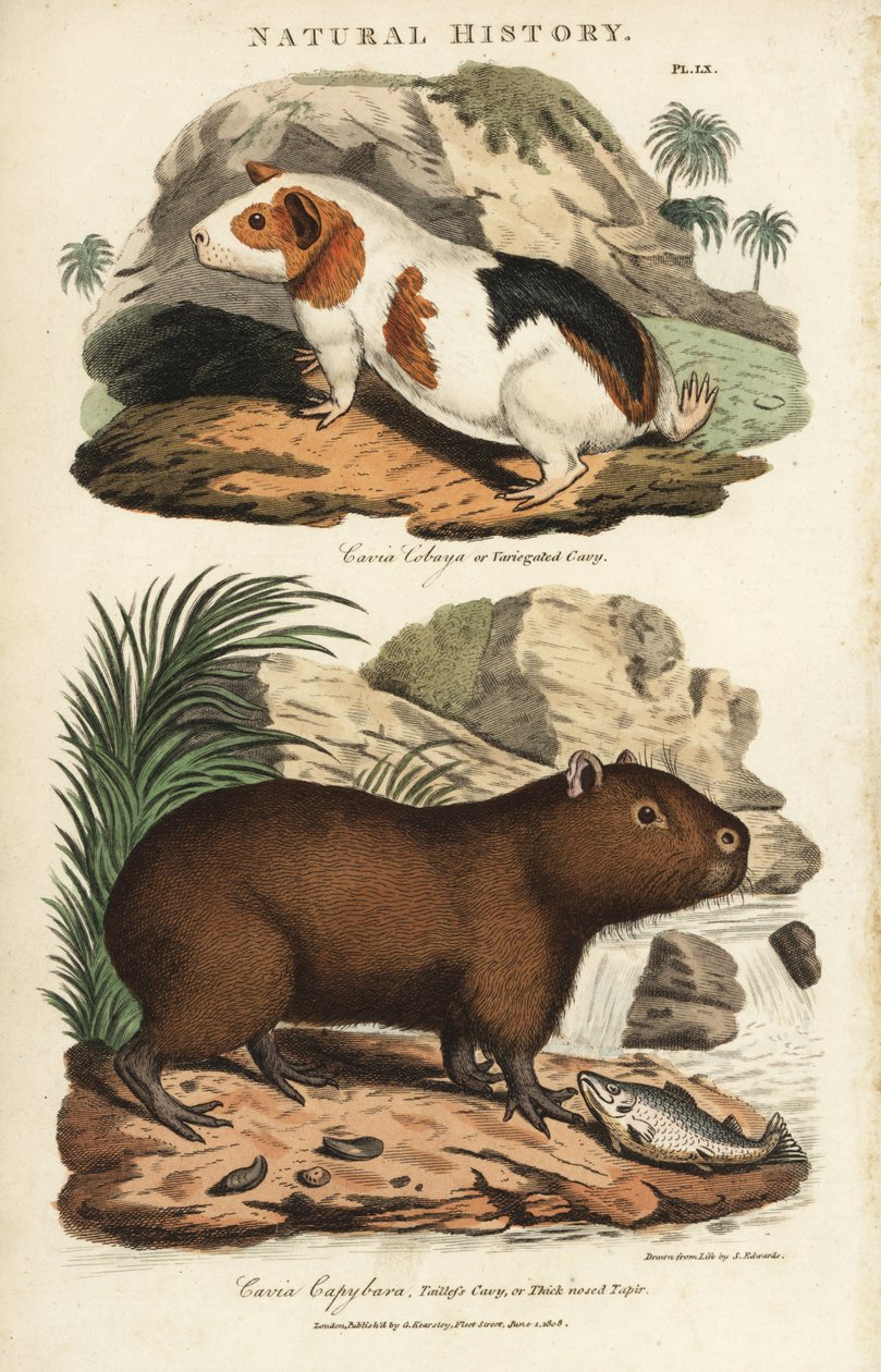 Marsvin och capybara - Marsvin, Cavia porcellus, och capybara, Hydrochoerus hydrochaeris. Handfärgad kopparstick efter Sydenham Edwards från John Mason Goods Pantologia, a New Encyclopedia, G. Kearsley, London av Sydenham Teast Edwards