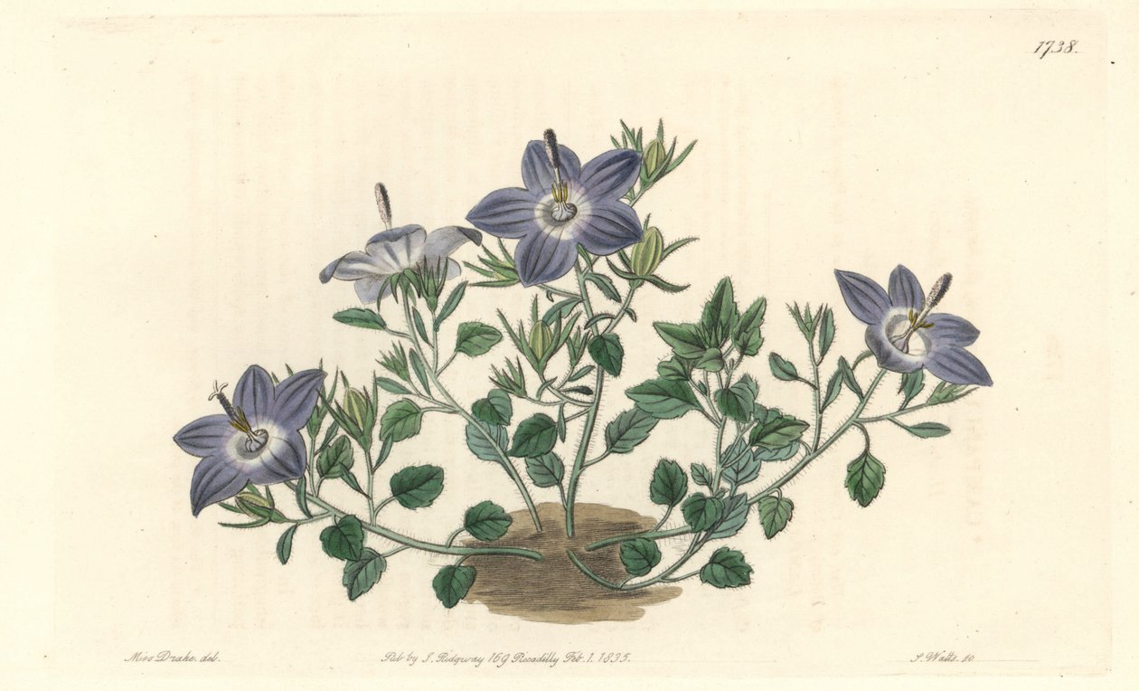 Hårig-bladig campanule, infödd i Italien - Strong water av S. Watts från en illustration av Sarah Anne Drake (1803-1857), från Botanical Register av Sydenham Teast Edwards