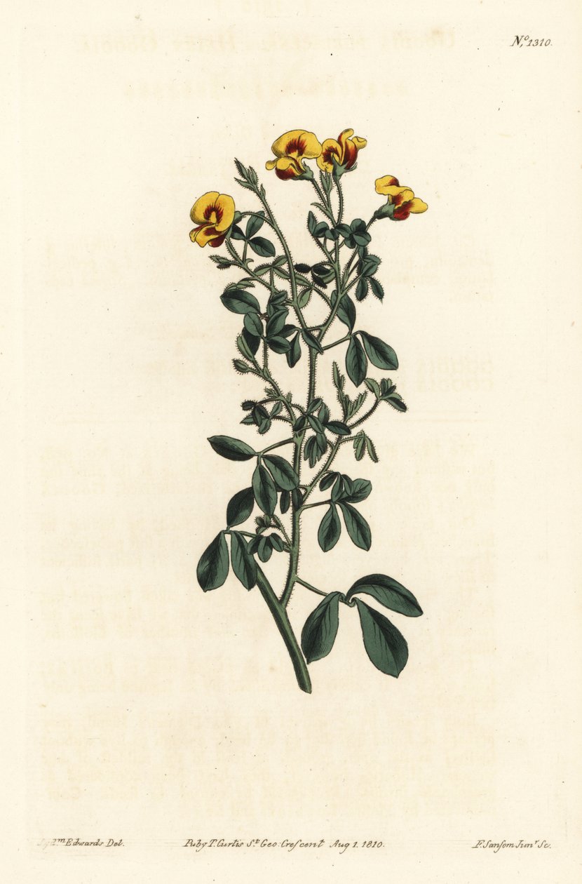 Hårig goodia, Goodia lotifolia var. pubescens (Goodia pubescens). Handkolorerad kopparstick av F. Sansom Jr. efter en illustration av Sydenham Edwards från William Curtis