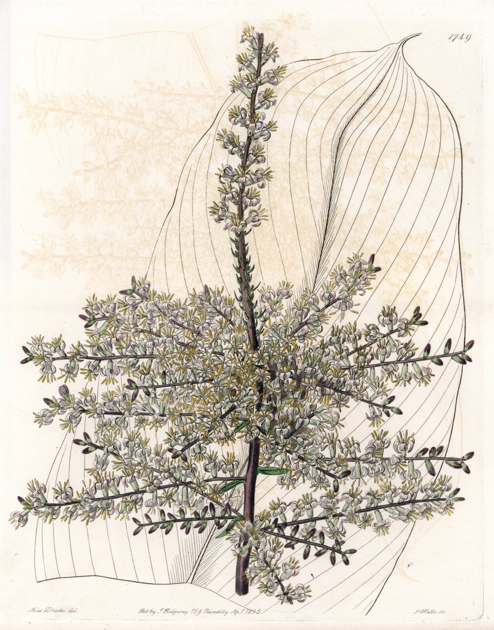 Hawaiiansk spinard eller vass från Indien - Plåt graverad av S.Watts, från en illustration av Sarah Anne Drake (1803-1857), från Botanical Register of Sydenham Edwards (1768-1819), England av Sydenham Teast Edwards