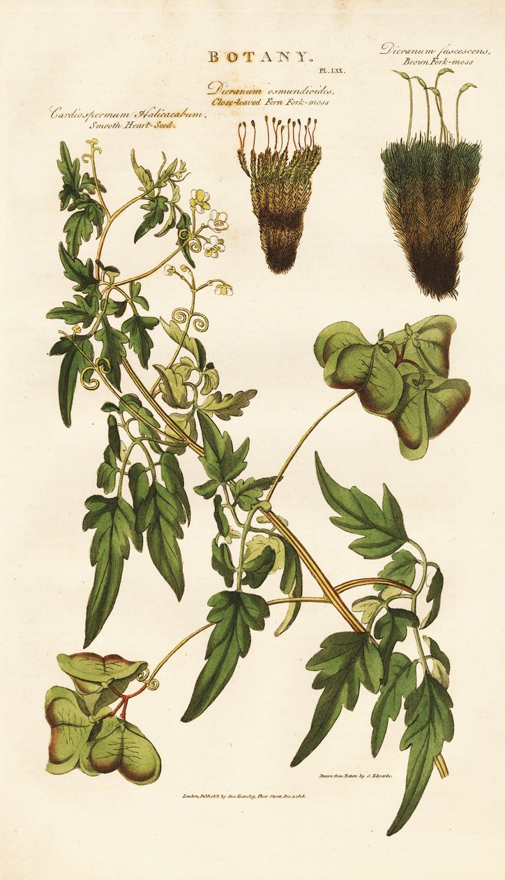 Hjärtfröväxter och mossarter av Sydenham Teast Edwards