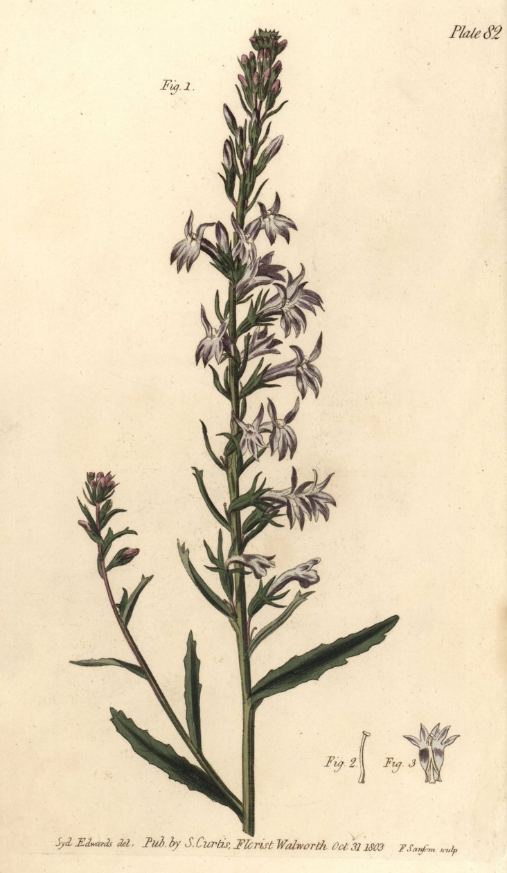 Lobelia urens, Lobelia urens, Polygamia monogamia. Handkolorerat kopparstick av F. Sansom av en botanisk illustration av Sydenham Edwards för William Curtis föreläsningar i botanik, som hölls i Botanic Garden i Lambeth. av Sydenham Teast Edwards