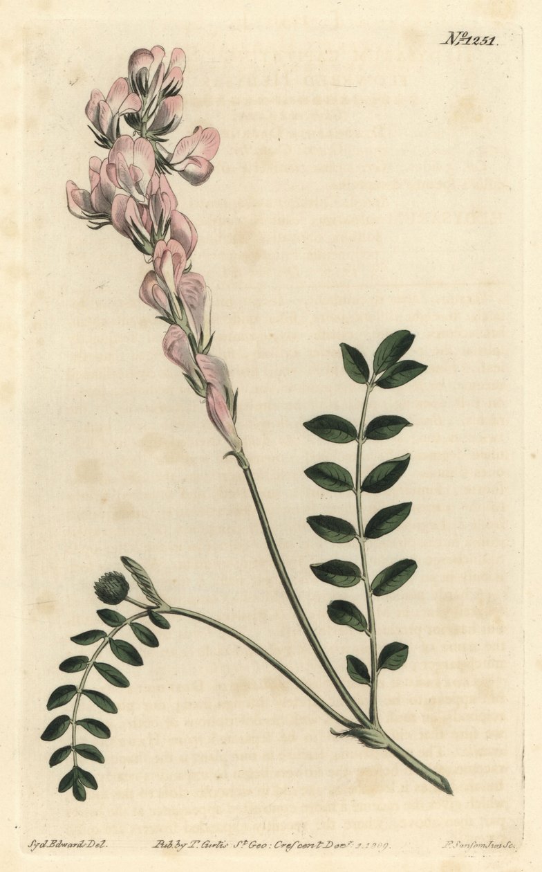 Hedysarum spinosissimum subsp. capitatum (scepterblommig hedysarum, Hedysarum capitatum). Handkolorerad kopparstick av F. Sansom Jr. efter en illustration av Sydenham Edwards från William Curtis
