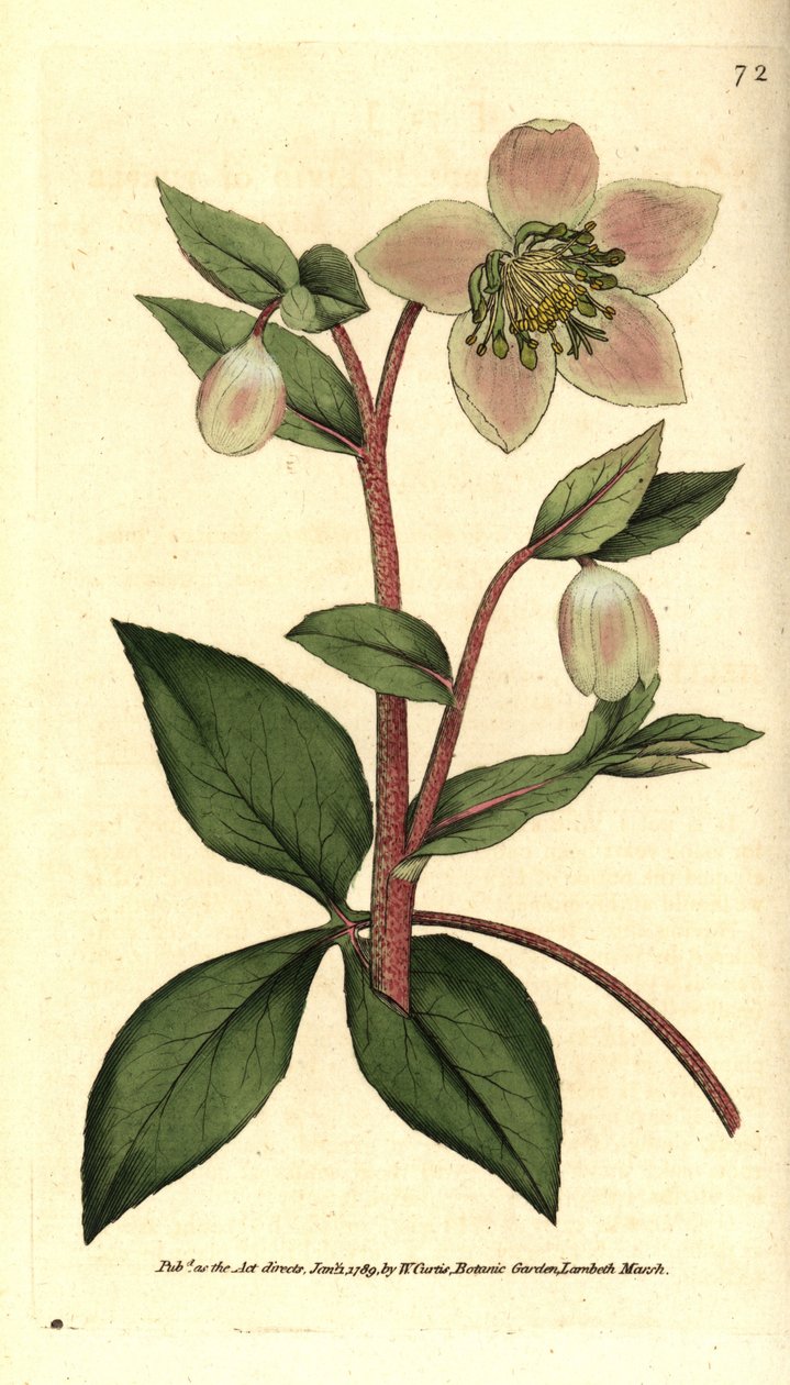 Hellebore (ellebore) livid eller svart - Livvid eller lila hellebore, Helleborus lividus. Handkolorerad kopparstick efter en botanisk illustration av James Sowerby från William Curtis