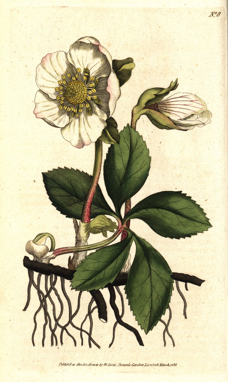 Hellebore (ellebore) noir ou rose de Noel - julros eller svart hellebore, Helleborus niger. Handkolorerat kopparstick efter en botanisk illustration av Sydenham Edwards från William Curtis