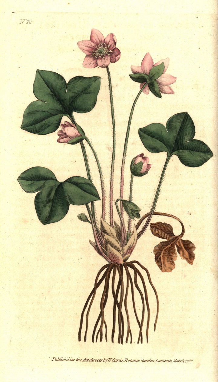 Lever-, ädel- eller treflikig hepatisk anemon - Hepatica eller ädel levermos, Anemone hepatica. Handkolorerad kopparstick efter en botanisk illustration av Sydenham Edwards från William Curtis