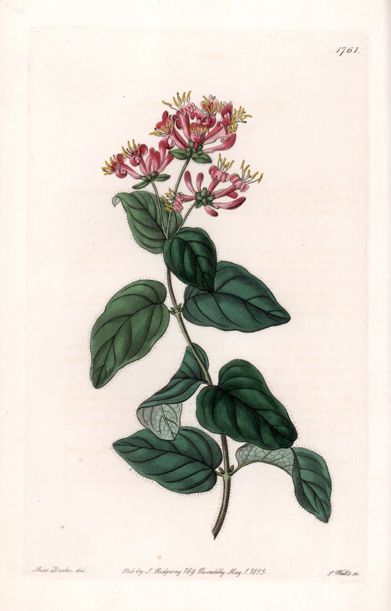 Herb variete - Tallrik graverad av S.Watts, från en illustration av Sarah Anne Drake (1803-1857), från Botanical Register of Sydenham Edwards (1768-1819), England av Sydenham Teast Edwards