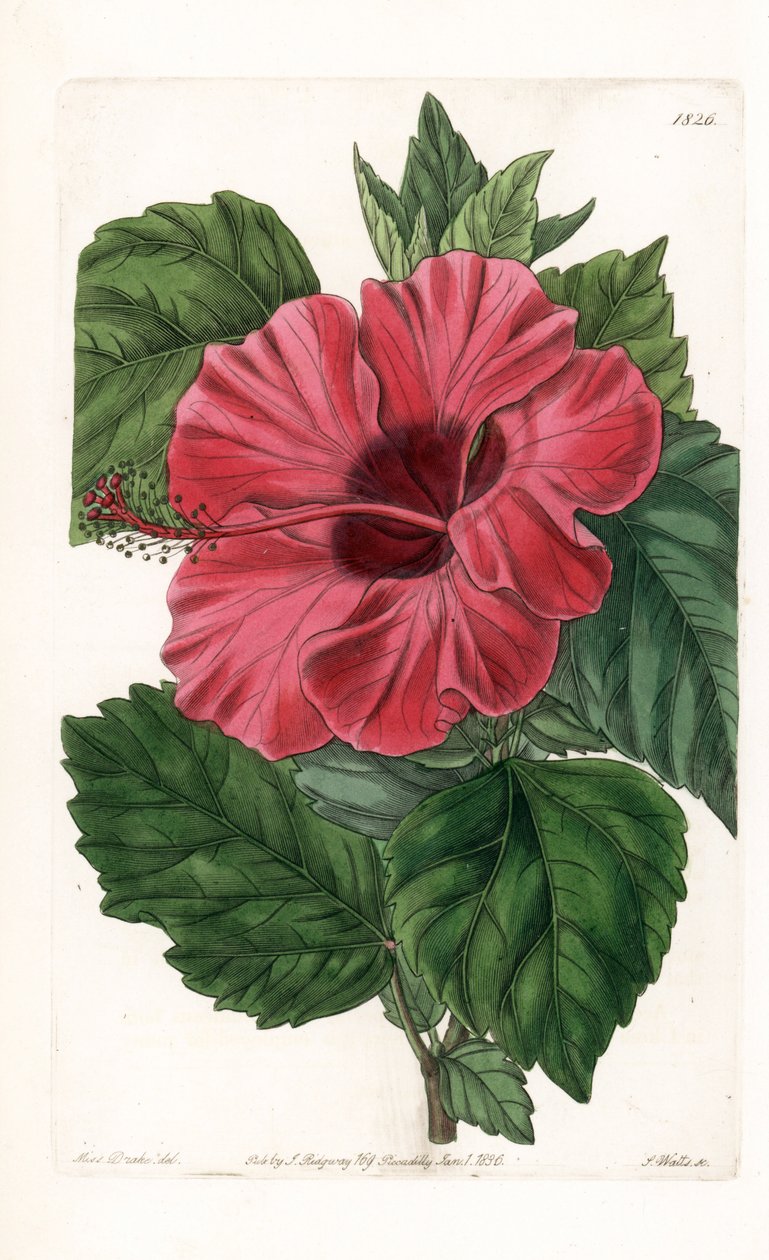 Hibiscusros från Kina - Graverad av S.Watts, från en illustration av Sarah Anne Drake (1803-1857), från Botanical Register of Sydenham Edwards (1768-1819), England av Sydenham Teast Edwards