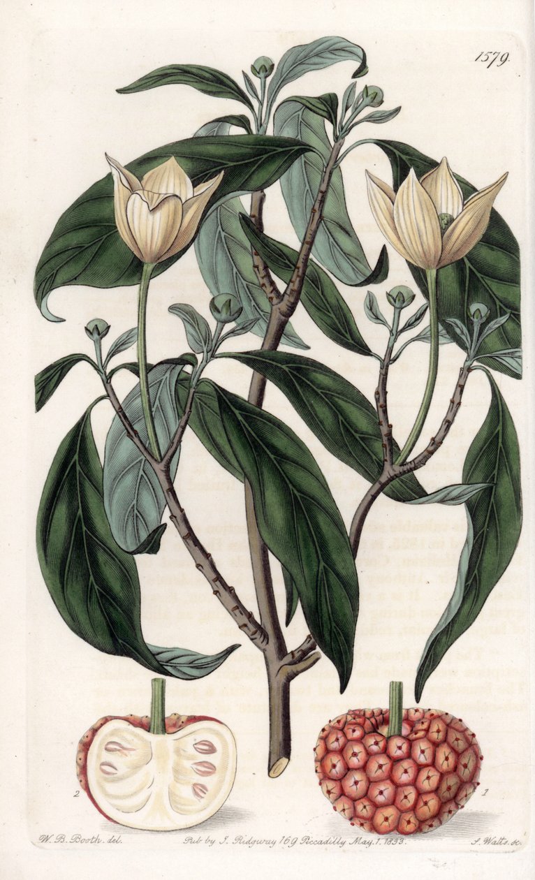 Himalayan Dogwood - Graverad tavla av S.Watts, från en illustration av Sarah Anne Drake (1803-1857), från Botanical Register of Sydenham Edwards (1768-1819), England av Sydenham Teast Edwards