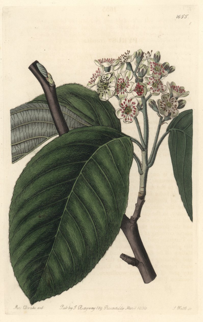 Himalayan Mountain ash - S. Watts Strong Water från en illustration av Sarah Anne Drake (1803-1857), från Botanical Register av Sydenham Teast Edwards