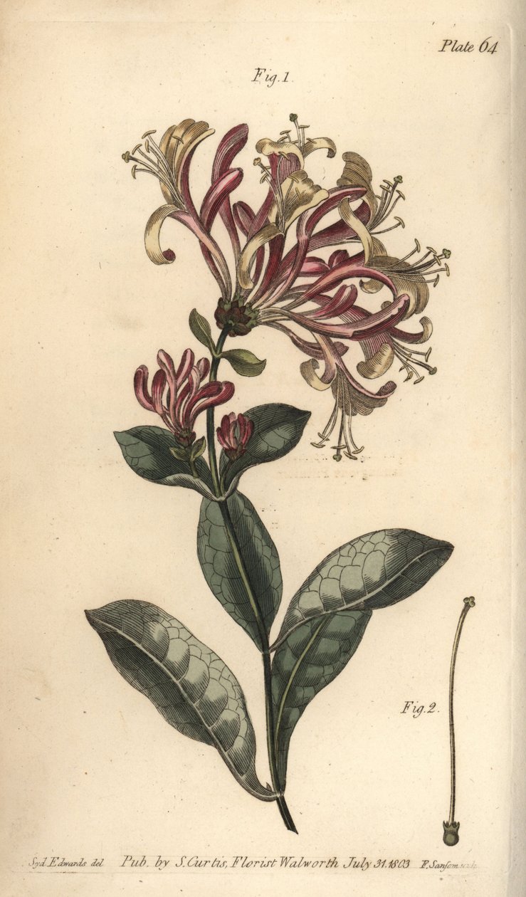 Kaprifol, Lonicera caprifolium, Monogynia. Handkolorerad kopparstick av F. Sansom av en botanisk illustration av Sydenham Edwards för William Curtis
