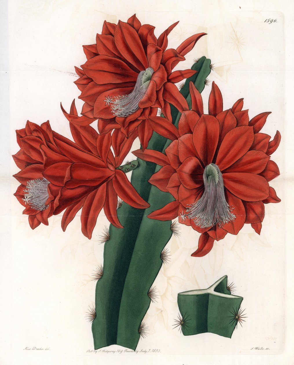 Hybrid Disocactus (cactus orchidee) - Plåt graverad av S.Watts, från en illustration av Sarah Anne Drake (1803-1857), från Botanical Register of Sydenham Edwards (1768-1819), England av Sydenham Teast Edwards