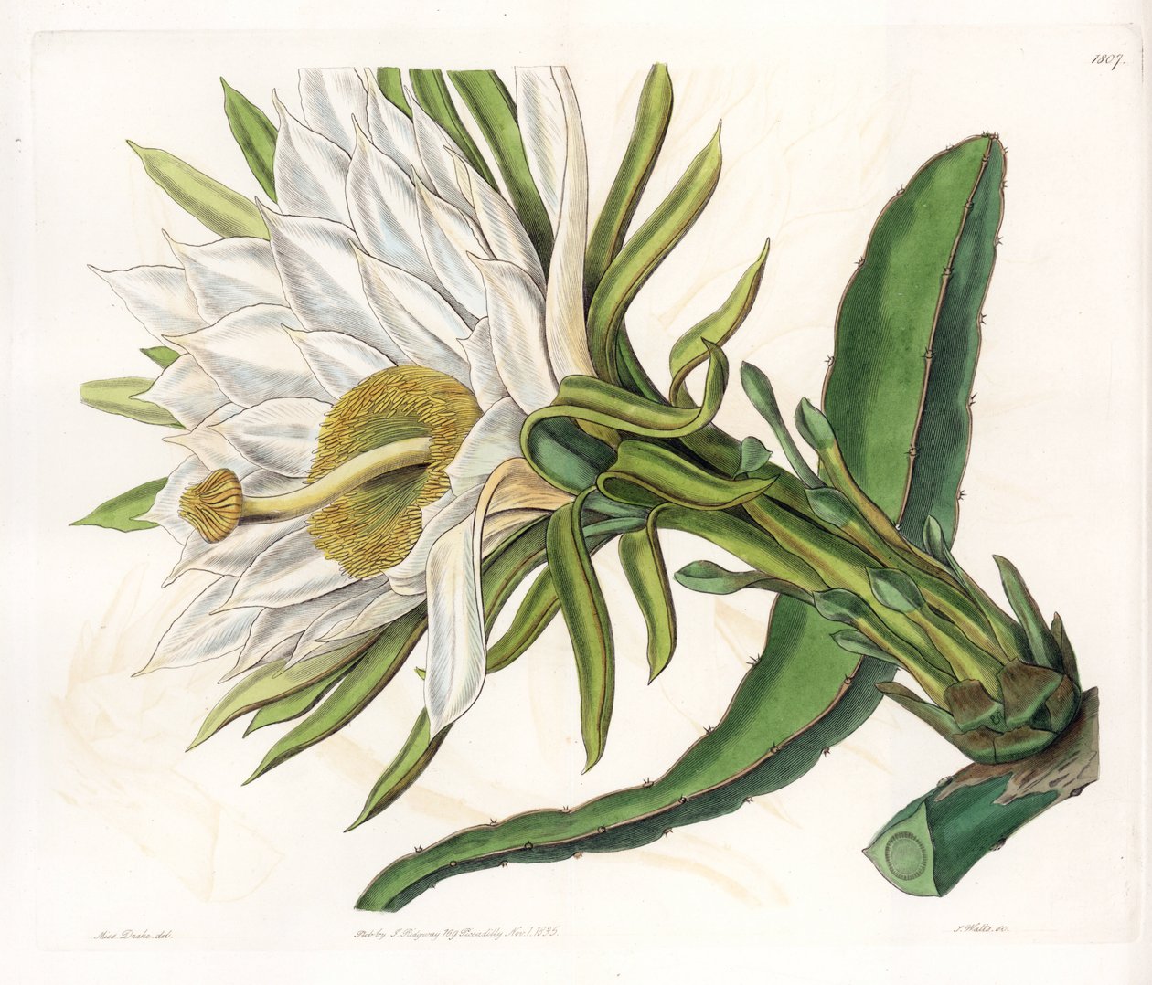 Hylocereus blomma, variant av epifytiska kaktusar - Plåt graverad av S.Watts, från en illustration av Sarah Anne Drake (1803-1857), från Botanical Register of Sydenham Edwards (1768-1819), England av Sydenham Teast Edwards