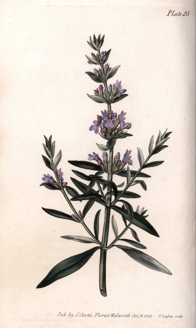 Isop eller officiell isop. Färgad kopparstick, illustration av Sydenham Edwards (1768-1819) för Conferences of Botanical, Botanical Garden of Lambeth (England) av Sydenham Teast Edwards
