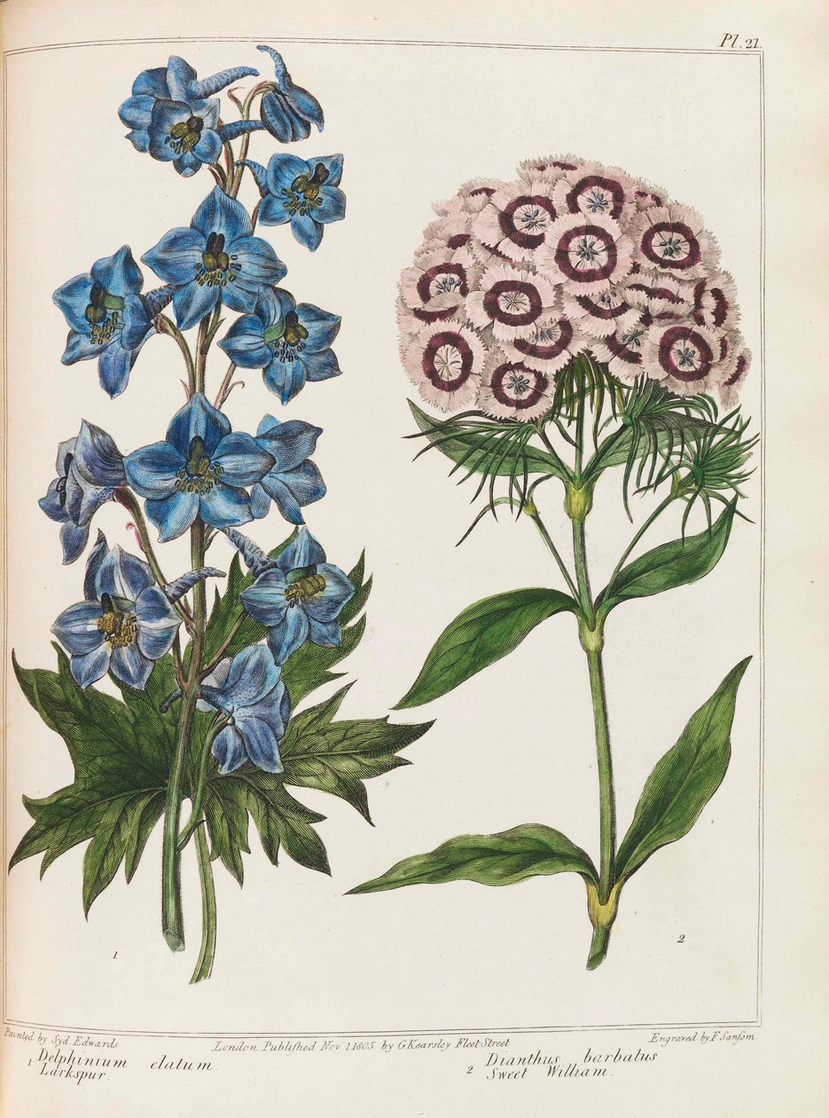 Illustration från Praktisk trädgårdsskötsel av Alexander McDonald, 1807. av Sydenham Teast Edwards