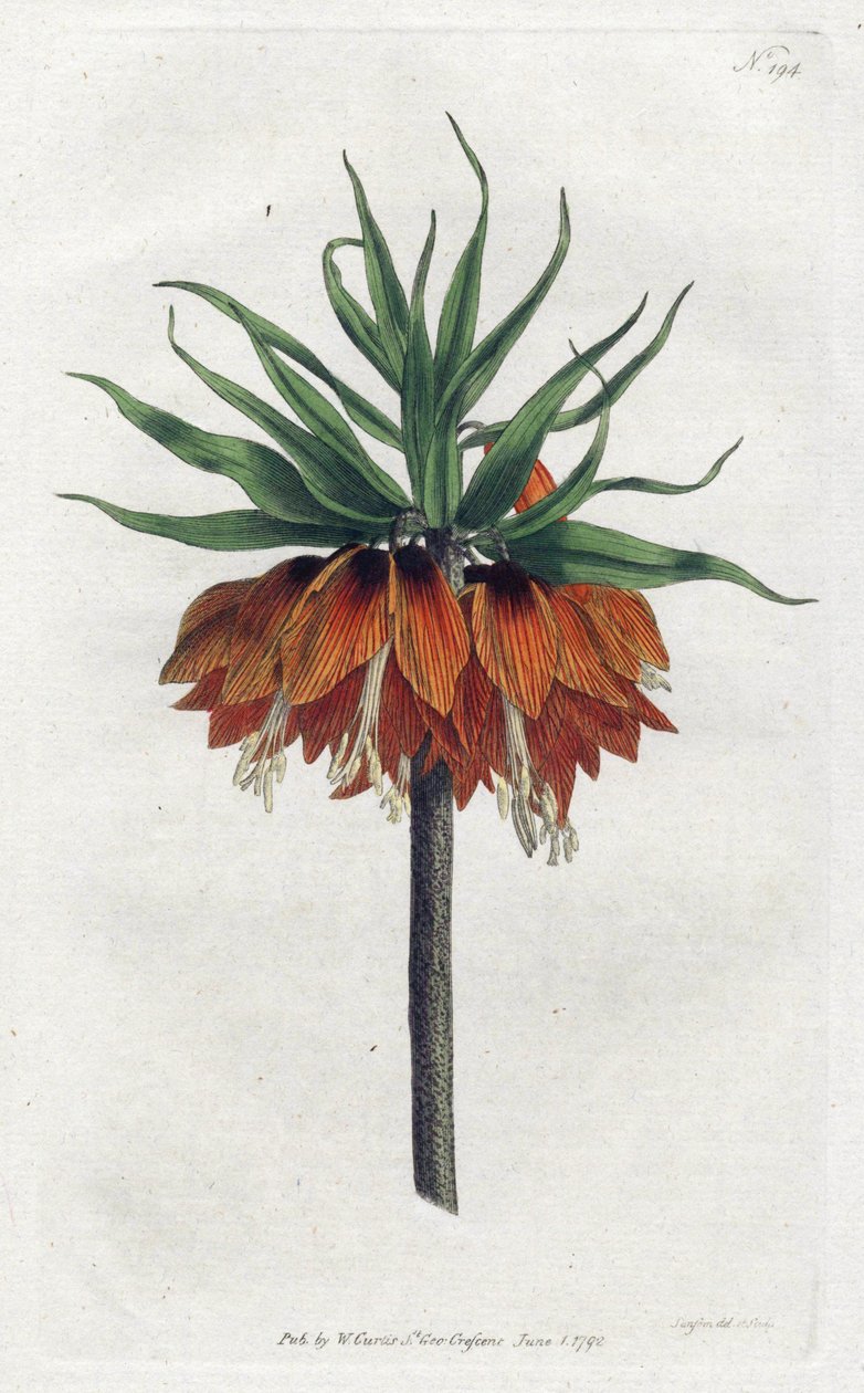 Imperial Fritillary eller Imperial Crown - Litografi av Sydenham Edwards (1768-1819), Plåt från William Curtis