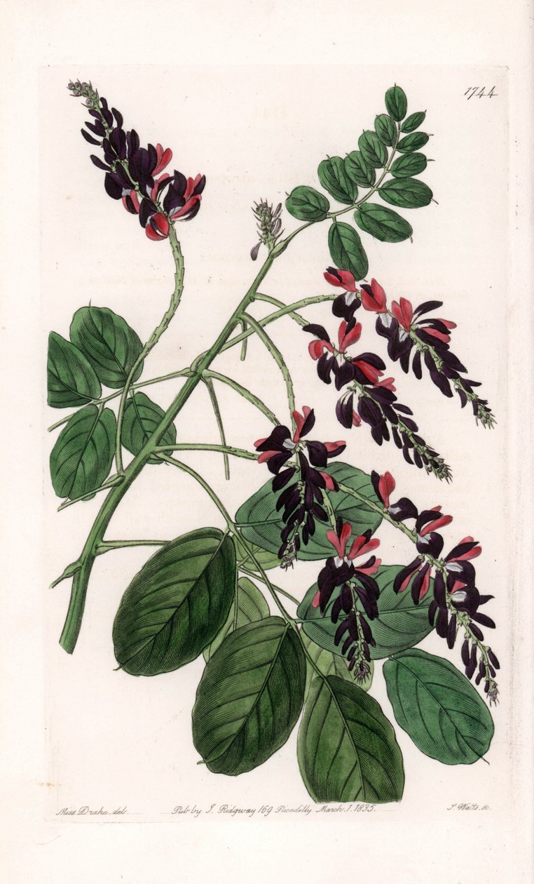 Indigofera Variete - Tallrik graverad av S.Watts, från en illustration av Sarah Anne Drake (1803-1857), från Botanical Register of Sydenham Edwards (1768-1819), England av Sydenham Teast Edwards