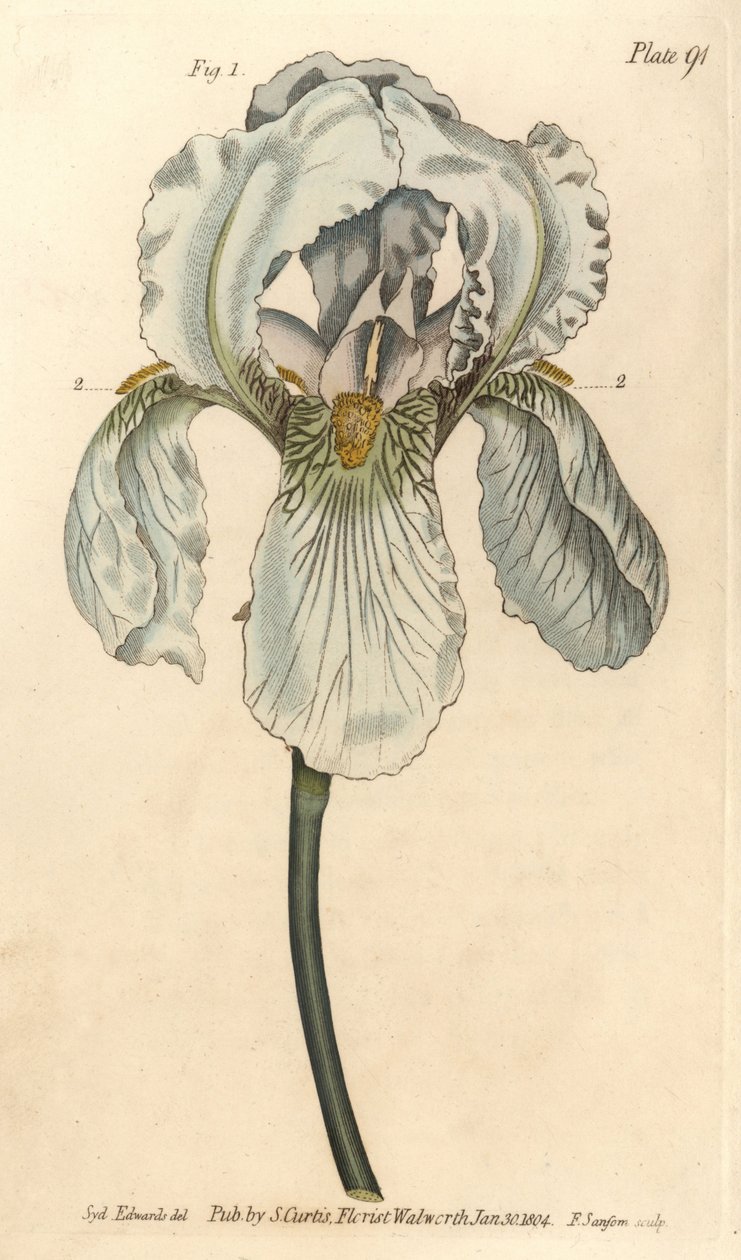 Iris florentina, Iris germanica nothovar. Handkolorerad kopparstick av F. Sansom av en botanisk illustration av Sydenham Edwards för William Curtis