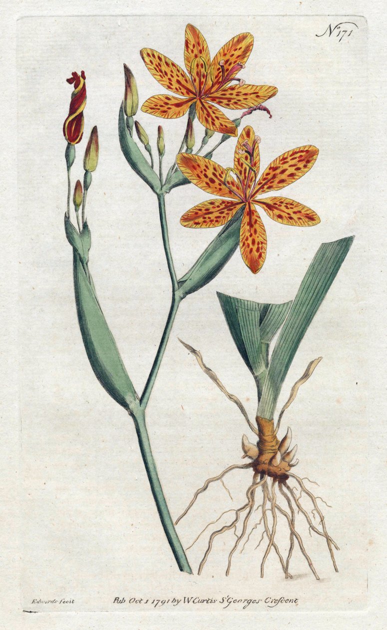 Irisleopard eller tigerlilja (Iris Domestica) - Litografi av Sydenham Edwards (1768-1819), från Botanical Magazine av William Curtis (1746-1799) av Sydenham Teast Edwards