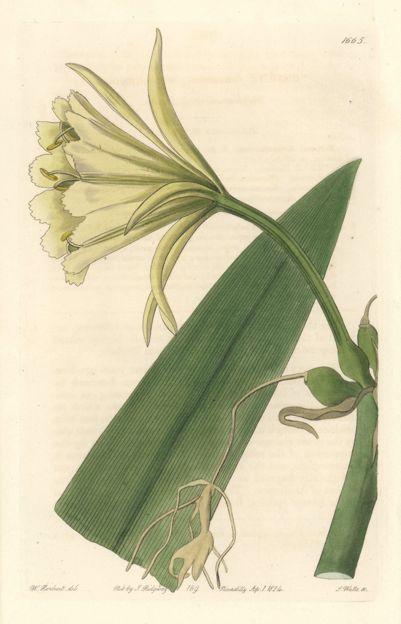 Ismene, Narcissus eller påsklilja från Peru - Strong Water av S. Watts från en illustration av Sarah Anne Drake (1803-1857), från Botanical Register av Sydenham Teast Edwards