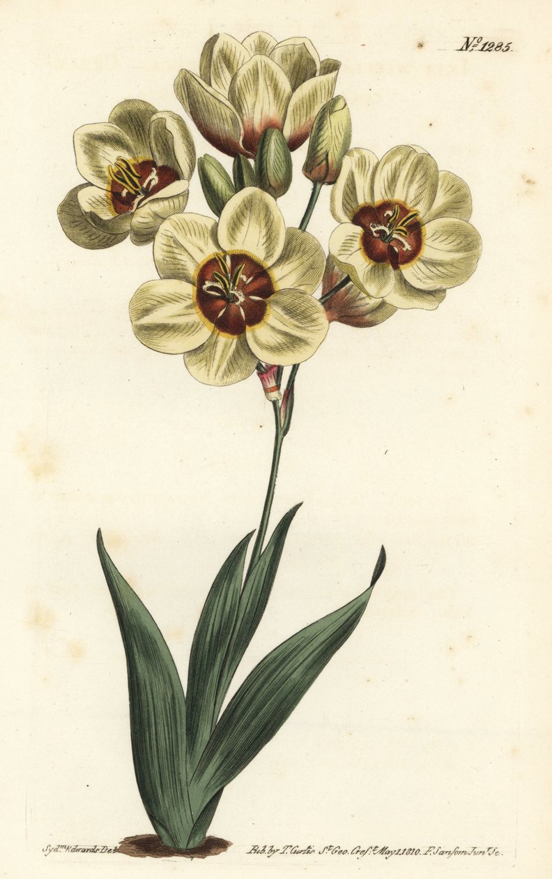 Ixia abbreviata (Gräddfärgad fläckig ixia, Ixia maculata v. ochroleuca). Handkolorerad kopparstick av F. Sansom Jr. efter en illustration av Sydenham Edwards från William Curtis