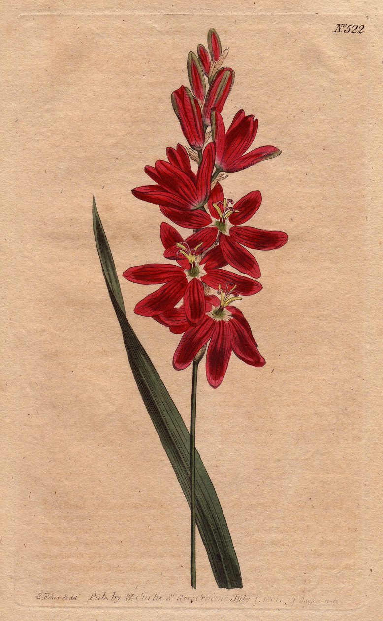 Ixia crimson eller gammal blomma, mörk ecarlate färg. Crimson ixia eller spridningsblommig ixia med djupa röda blommor. Ixia patens. Handfärgad kopparstick från en botanisk illustration av Sydenham Edwards från William Curtis "" Botanical Magazi av Sydenham Teast Edwards