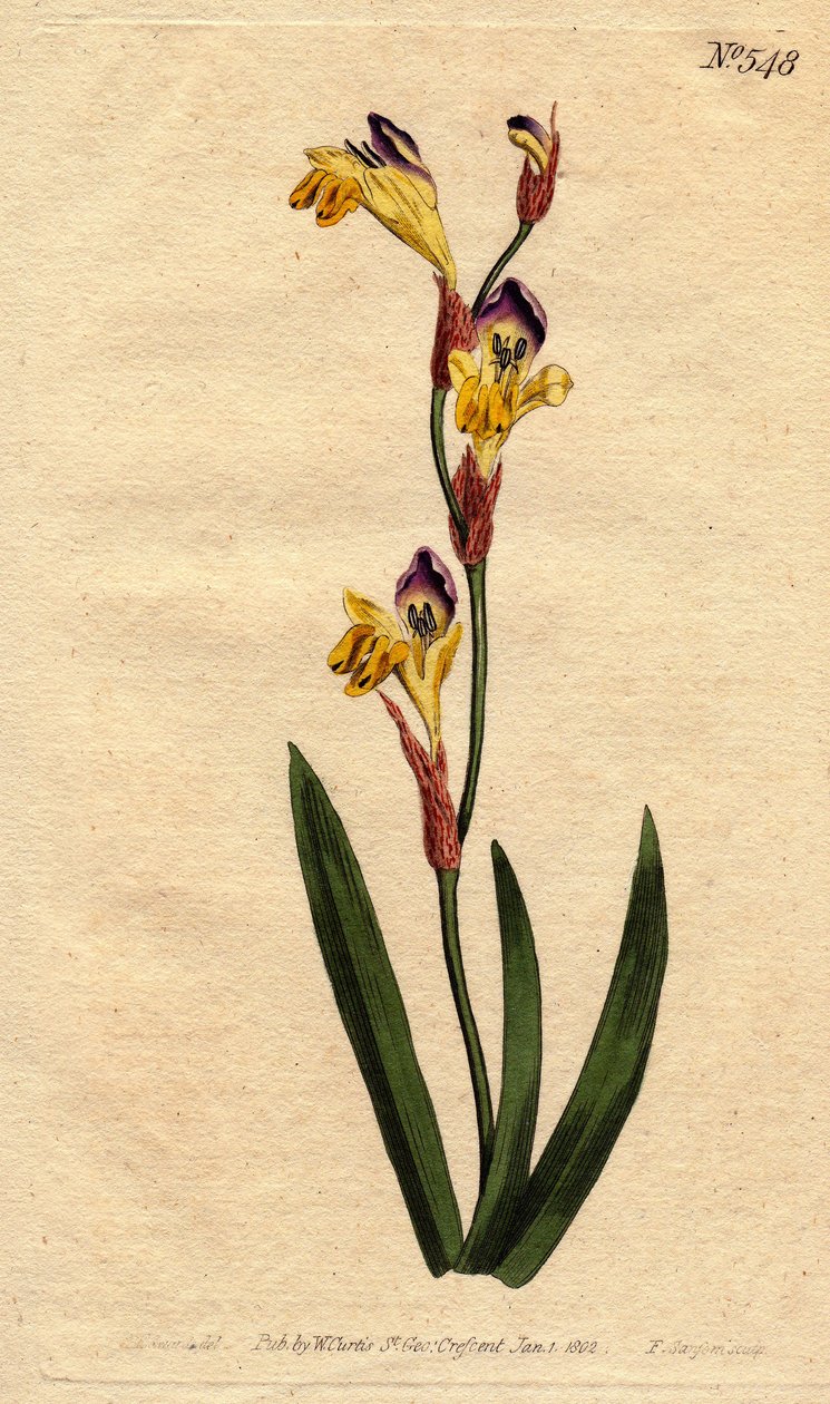 Ixia har ringente kronblad av gullila och bruna färger. Ringent ixia med gula, lila och bruna blommor. Ixia bicolor. Handfärgad kopparstick från en botanisk illustration av Sydenham Edwards från William Curtis "" Botanical Magazine"" av Sydenham Teast Edwards