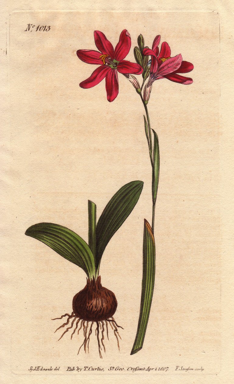 Ixia rosa. av den sydafrikanska liljorfamiljen, beskriven med glödlampa och löv. Rosa färgad ixia, en vacker rosa blomma av liljafamiljen från Sydafrika, visad med lök och blad till vänster. Ixia latifolia (Ixia capillaris). Handfärgad kopparplåt sv av Sydenham Teast Edwards