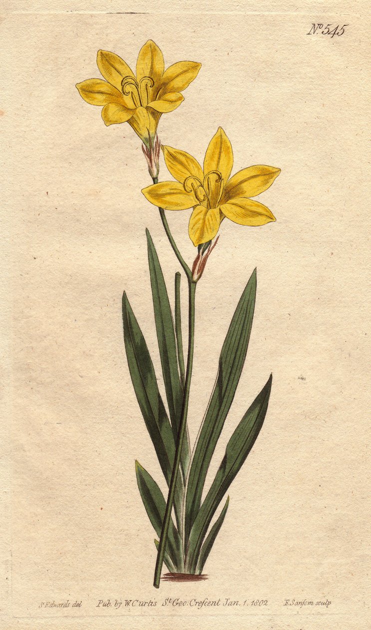 Ixia svavelfärg, med ljusa citrongula blommor. Svavelfärgad ixia med ljusa citrongula blommor. Ixia bulbifera. Handfärgad kopparstick från en botanisk illustration av Sydenham Edwards från William Curtis "" Botanical Magazine"" 17 av Sydenham Teast Edwards