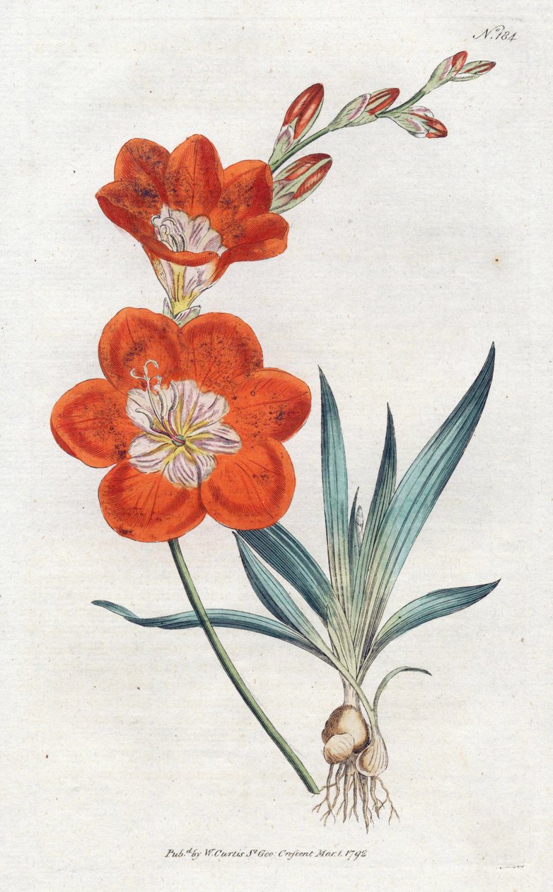 Ixie orangee - Litografi av Sydenham Edwards (1768-1819), tallrik från William Curtis