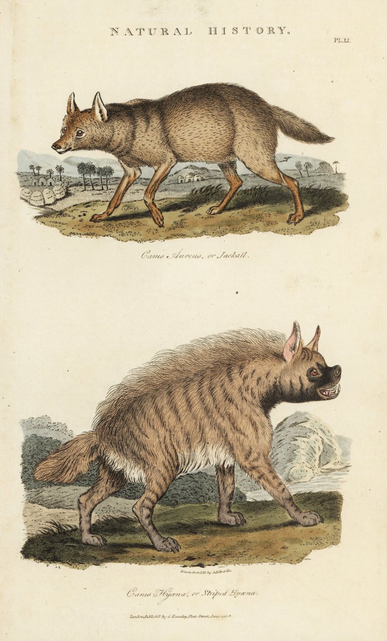 Jackal dore och hyen - Guldschakal, Canis aureus och randig hyena, Hyaena hyaena. Handfärgad kopparstick efter Sydenham Edwards från John Mason Goods Pantologia, a New Encyclopedia, G. Kearsley, London av Sydenham Teast Edwards