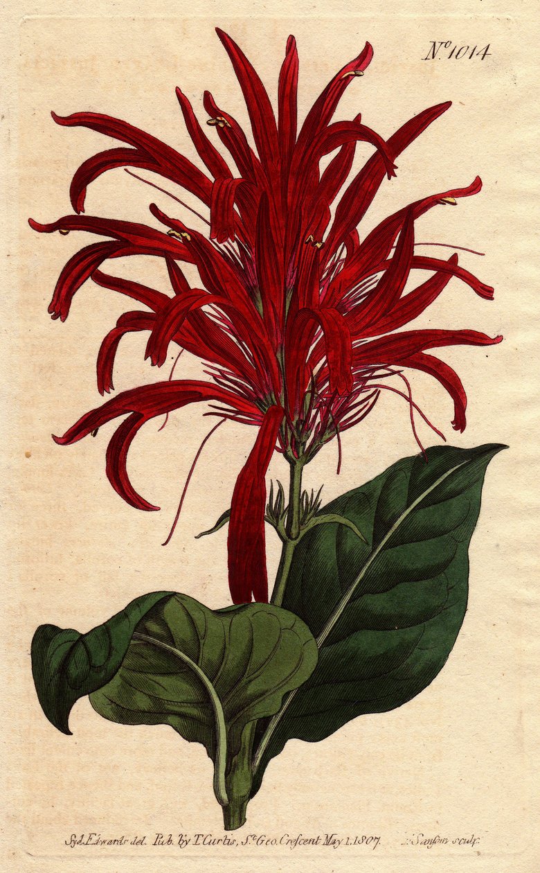 Justicia-växten har glänsande löv och ljusa karmosinröda blommor, hemmahörande i Barbados. Lysande blad justicia med ljusa crimson blommor. Infödd från Barbados. Justica lucida. Handfärgad kopparstick från en botanisk illustration av Sydenham Edwards fro av Sydenham Teast Edwards