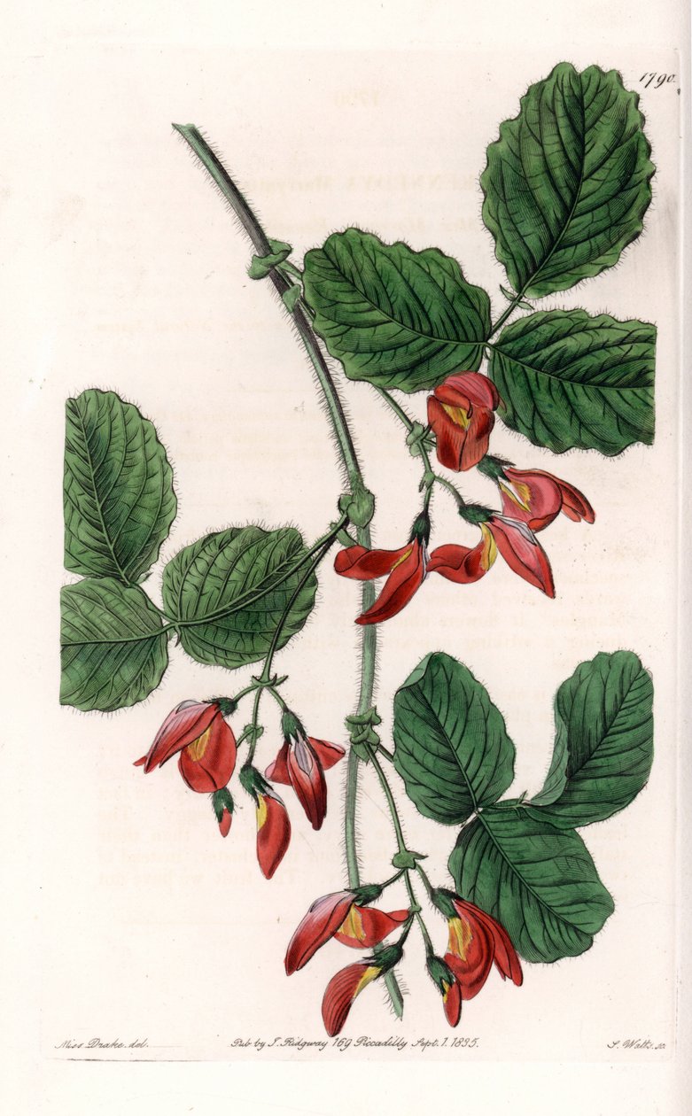 Kennedia macrophylla, växt hemma i Australien, sällsynta hotade arter - Plåt graverad av S. Watts, från en illustration av Sarah Anne Drake (1803-1857), från Botanical Register of Sydenham Edwards (1768-1819), England av Sydenham Teast Edwards