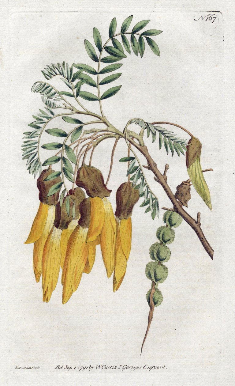 Kowhai, olika sophora från Nya Zeeland - Litografi av Sydenham Edwards (1768-1819), från Botanical Magazine of William Curtis (1746-1799) av Sydenham Teast Edwards