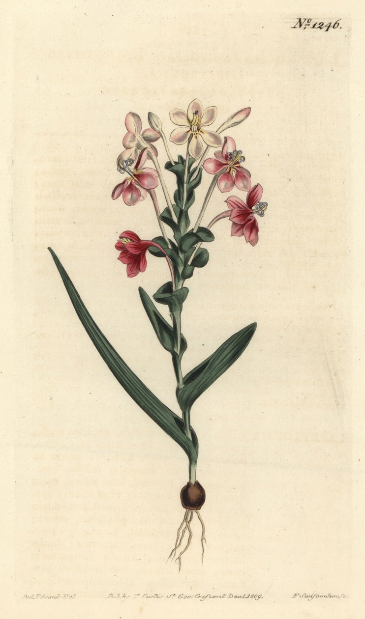 Lapeirousia pyramidalis (Lövpigga lapeyrousia, Lapeyrousia fissifolia). Handkolorerad kopparstick av F. Sansom Jr. efter en illustration av Sydenham Edwards från William Curtis