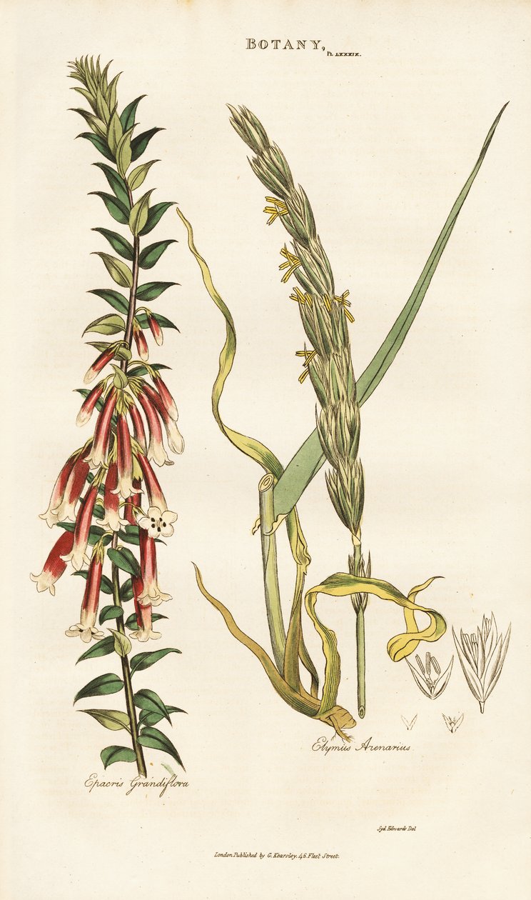 Storblommig Epacris och Lyme-gräs av Sydenham Teast Edwards