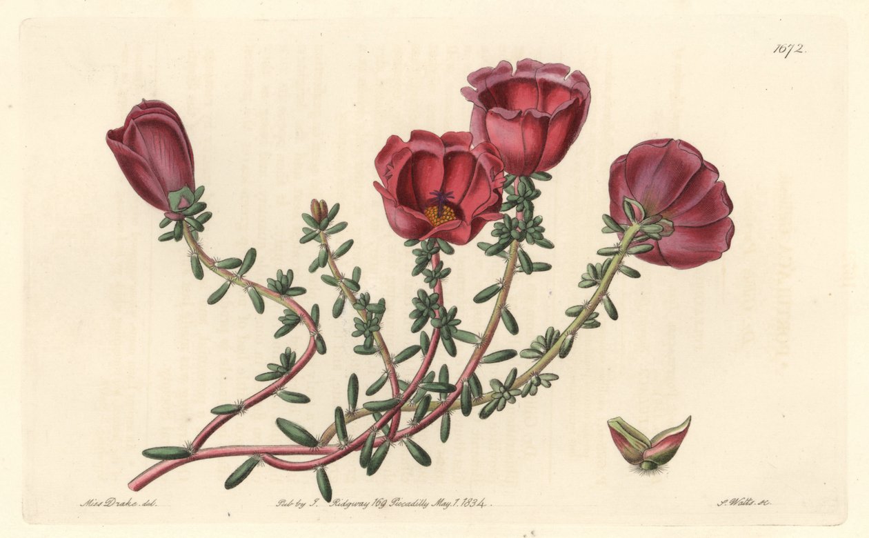Storblommig portulak eller elva timmars riddare, infödd i Chile - S. Watts starkt vatten från en illustration av Sarah Anne Drake (1803-1857), från det botaniska registret av Sydenham Teast Edwards