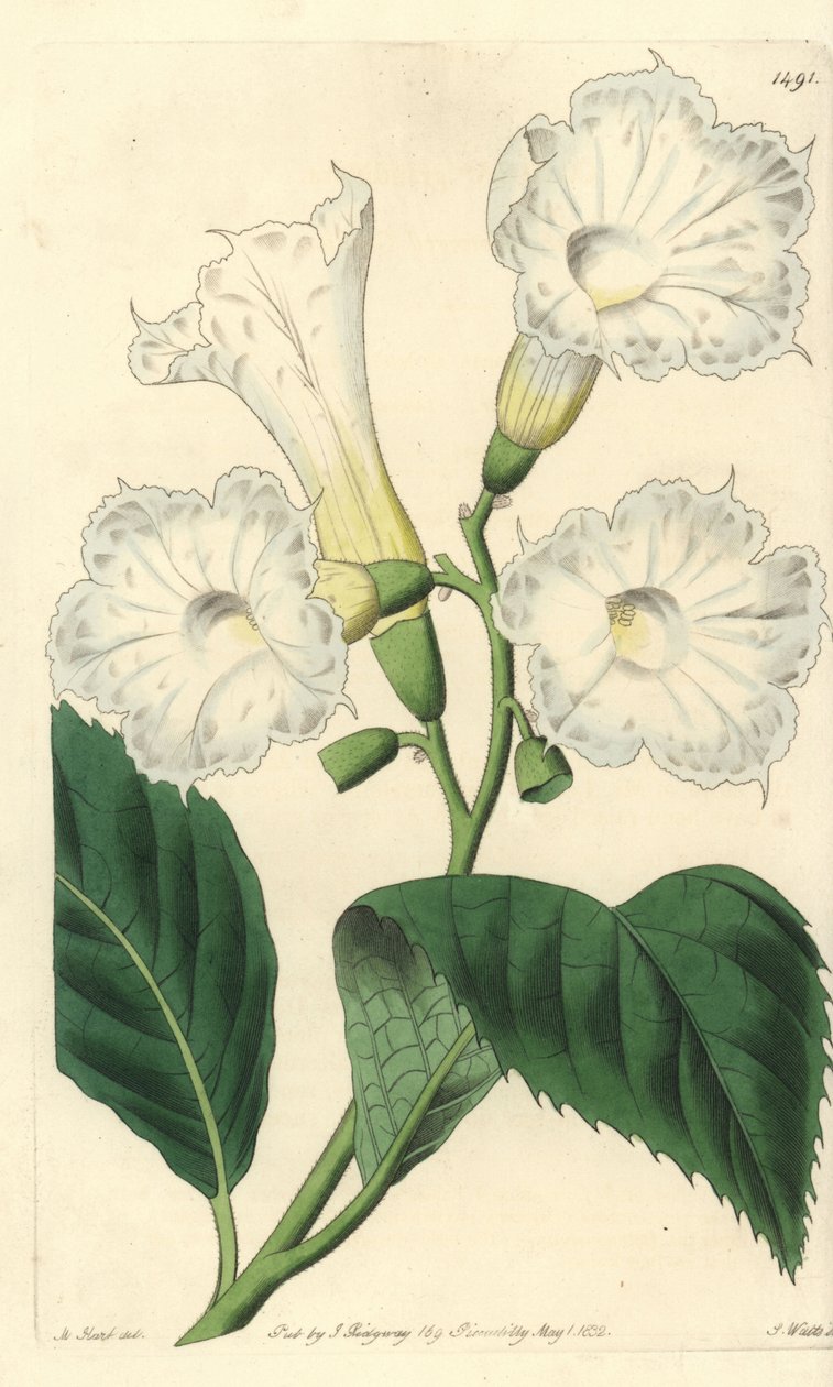 Storblomma cordia - storblommig cordia, Cordia grandiflora. Handkolorerad kopparstick av S. Watts efter en illustration av M. Hart från Sydenham Edwards