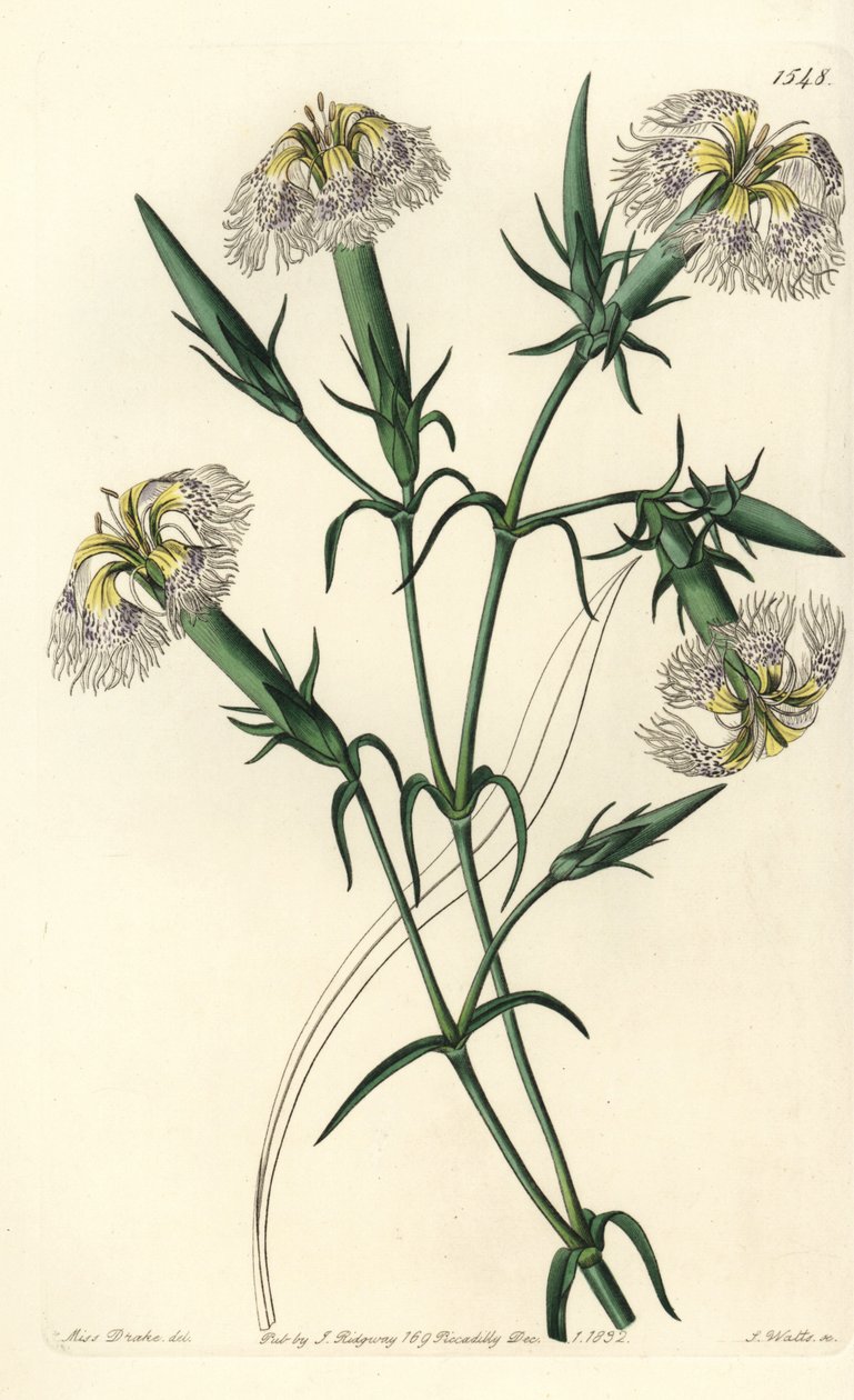 Libanon nejlika (art i fara) - Rosa av Libanon, Dianthus libanotis. Hotade arter. Handfärgad kopparstick av S. Watts efter en illustration av Miss Sarah Drake från Sydenham Edwards